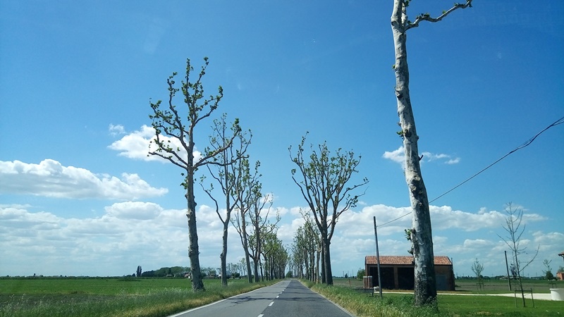 alberi capitozzati