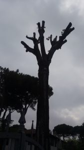 alberi deturpati