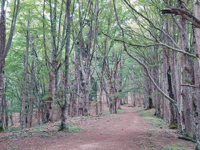 alberi autoctoni